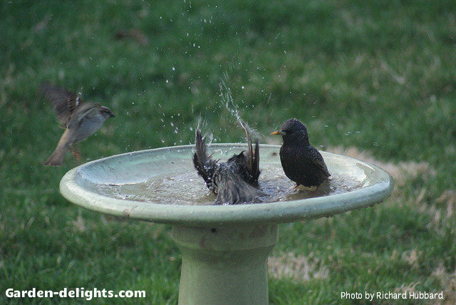 Three birds cleaning and splashing themselves in the freshwater basin bowl stone looking birdbath creating a serene oasis with sounds of birds chirping, naturally birds, birdbath garden, outdoor gardening birdbath ideas, unique birdbath, concrete birdbath, fiberglass birdbaths, garden birdbath tips and ideas.
