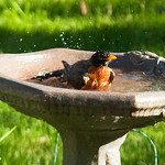 Birdbaths, garden birdbaths, backyard birdbaths, heated bird bath, fountain birdbaths, solar birdbaths.