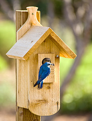 Bluebird sitting on perch in front of wooden birdhouse mounted on a pole,Bluebird Houses, Bluebird Nest Box,Bluebird picture.