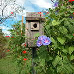 Bird Houses, Country Bird Houses, Rustic Country Bird Houses, Unique Birdhouses, Wood Bird Houses, Cottage Bird Houses, Roosting Bird Houses.
