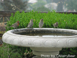 Pedestal fountain stone base top with four birds sitting on edge of fountain rim, bird water features, outdoor bird fountains.