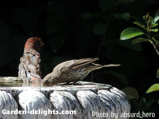 House finch with red markings on the head drinking out of birdbath with another bird watching, decorative birdbaths, unique bird fountains.