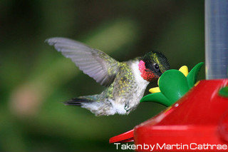 Hummingbird hovering while drinking out of red birdfeeder, tubular birdfeeders, platform feeders.