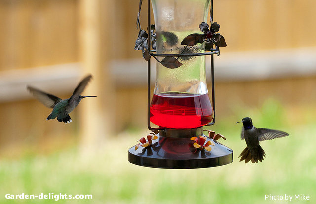  Hummingbirds flying around beautiful glass and metal birdfeeder full of liquid hummingbird bird food that has 4 cups of water, 1 cup of sugar bringing it to a boil add sugar and stir until dissolved, allow to cool. Garden Hummingbird birdfeeders, glass Hummingbird feeders, whimsical hummingbird, Blossom Hummingbird, hummingbird garden ideas, homemade hummingbird nectar, hummingbird buffet.