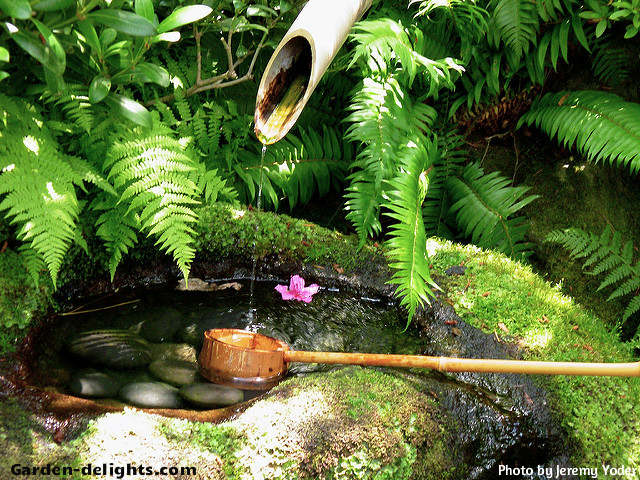  Japanese water feature with bamboo cup placed on edge of rock bowl with water pouring out of bamboo reed surrounded by green ferns with small purple flower and water, Oriental water fountain, bamboo fountain design, Japanese inspired gardens, relaxing Japanese water fountain, Japanese garden design that provides a relaxing and peaceful soothing sound of water with a visual artistic Asian garden design.