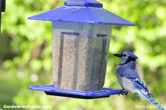  Plastic see-through birdfeeder with blue roof with blue Jay eating food in the garden having a protective blue roof overhang allows the seed tray to be protected from the rain. Birdhouses virtually unbreakable with the stabilizing UV plastic allowing for years of enjoyment, window birdfeeders, country station urged feeders, DIY window birdfeeders, horizontal birdfeeders, patio birdfeeders, garden birdfeeders,sheltered window birdfeeders, favorite birdfeeders, window viewing birdfeeders.