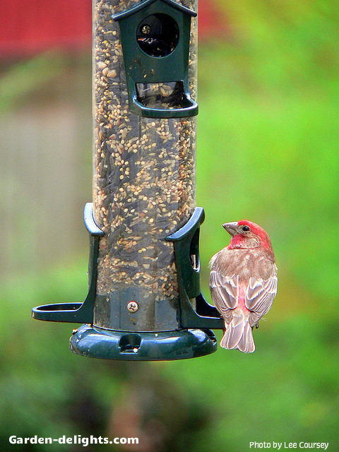  Squirrel proof classic bird feeder with house finch on ledge that will protect the bird feeder from on wanted squirrels eating the birds food, squirrel bird proof feeder, tubular birdfeeder, birds and nature, squirrel Buster theaters, squirrel resistant birdfeeder,, preventing squirrels, squirrel baffles, birdfeeder activities.