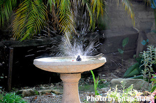 Stone pedestal birdbath with splashing bird in garden, stone birdbaths, pedestal bird bath.