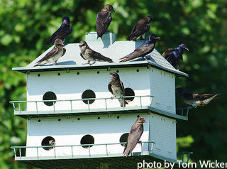 Two-story white purple Martin house with birds hanging out on platform, custom birdhouse, decorative birdhouse