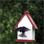 Decorative birdhouses, White Birdhouses, cute white birdhouses, Victorian birdhouses, unique birdhouses.