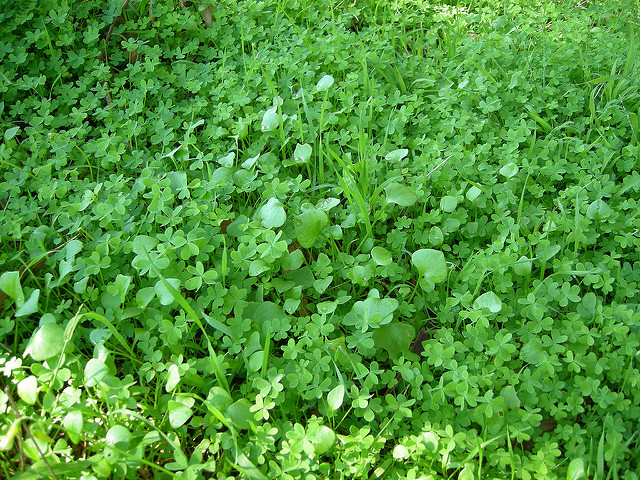 The Clover perennial weed has a variety of about 300 species and are all flowering plants. Clover and Trefoil are typical names with the botanical name (Trifolium). The Clover is derived from the legume or pea family Fabaceae.