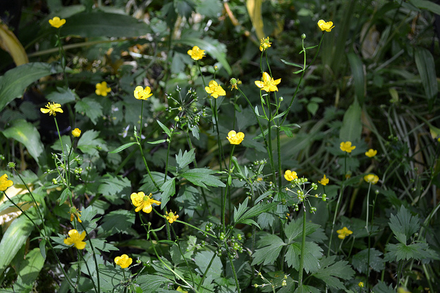 Ranunculus repens the Creeping Buttercup facts.This perennial plant has small yellow flowers. It is part of the Ranunculaceae buttercup family and is native to Asia, Europe and Northwestern Africa.This plant is a herbaceous perennial plant that will grow up to15 to 50 cm tall. The creeping Buttercup is an invasive weed that can sometimes be difficult to control.