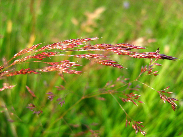Quackgrass has a botanical name of (Elymus repens). Quackgrass is a very common perennial weed type of grass species that is native to Europe. Also known as couch grass and is known as a creeping rhizomes