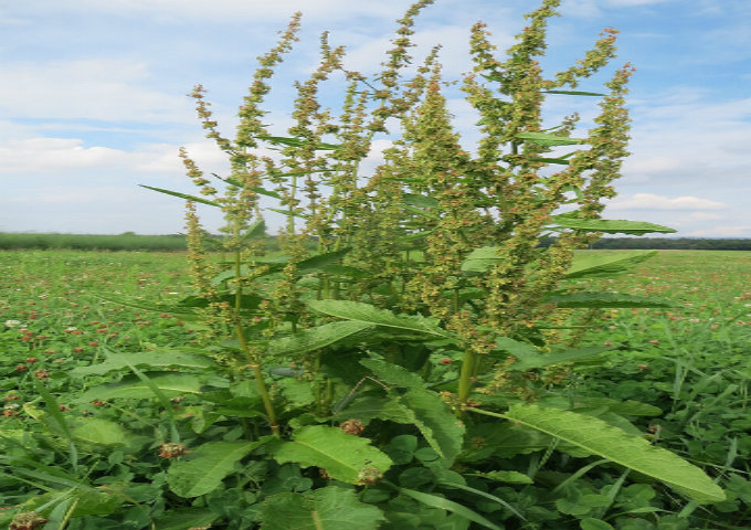 The Broad leaved dock is also known as bitter dock, dock leaf, butter dock, bluntleaf dock and has a botanical name of Rumex obtusifolius. The broadleaf dock is a perennial weed and is part of the Polygonaceae family.