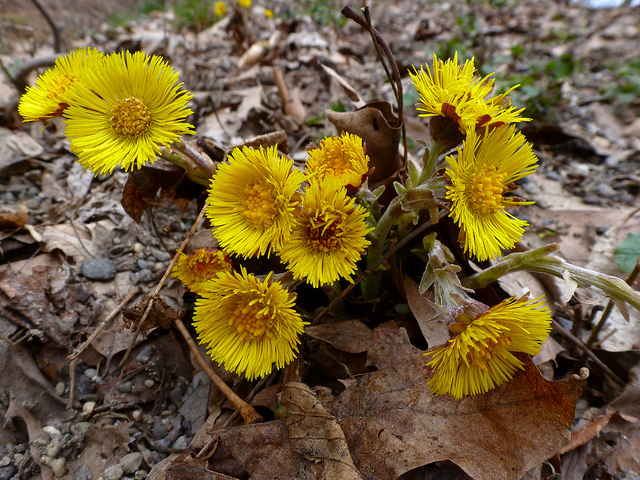 Coltsfoot also known by its botanical name of (Tussilago farfara) is part of the Daisy family Asteraceae or Compositae. The yellow flowers of the Tussilago farfara can be found early in the spring before the leaves even have a chance to develop. As with dandelions the Coltsfoot (Tussilago farfara) will flower and that will mature into white balls with seeds.