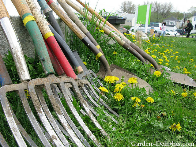 Shovels and pitchforks standing up on the grass,garden tools,garden shovels, garden rakes, garden cultivator, garden hoe.