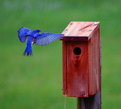 Bluebird Bird Houses-Safe, Decorative Nest Box for Bluebirds