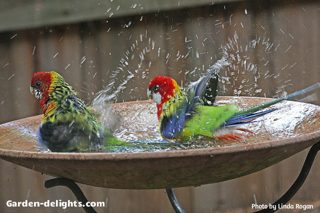  Two amazing multicolor birds splashing in a stone, fiberglass birdbath basin with wrought iron stand. Make sure that you keep your birdbath water clean and renew it regularly to keep it fresh, birds splash, birdbath launch, outdoor birdbath living, tranquil birdbaths, birdbaths, online, small garden birdbath.