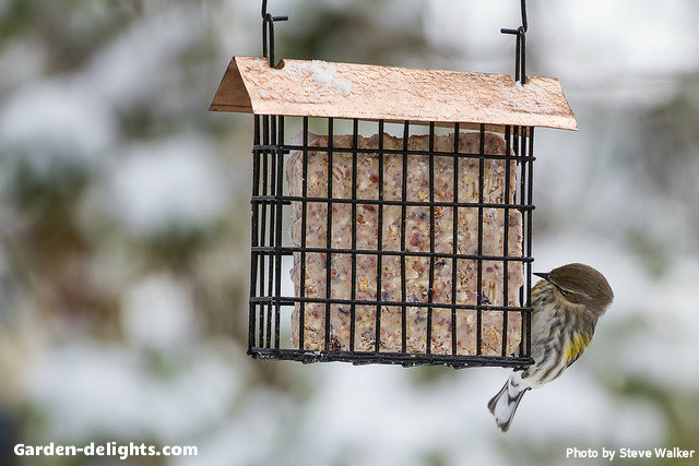  Copper metal roof suet birdfeeder with bird enjoying a peanut butter suet block, suet Cedar birdfeeder, woodpecker suet feeder, suet cake birdfeeders, homemade garden birdfeeders recipe put peanut butter with vegetable shortening and melt together in the microwave for one and a half minutes on high then mix in quick cooking oats, cornmeal and flour and packing to small containers until you're ready to use them in your suet birdfeeder.