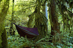 Covered Hammock with netting in woods,Covered Hammocks,Hammocks.