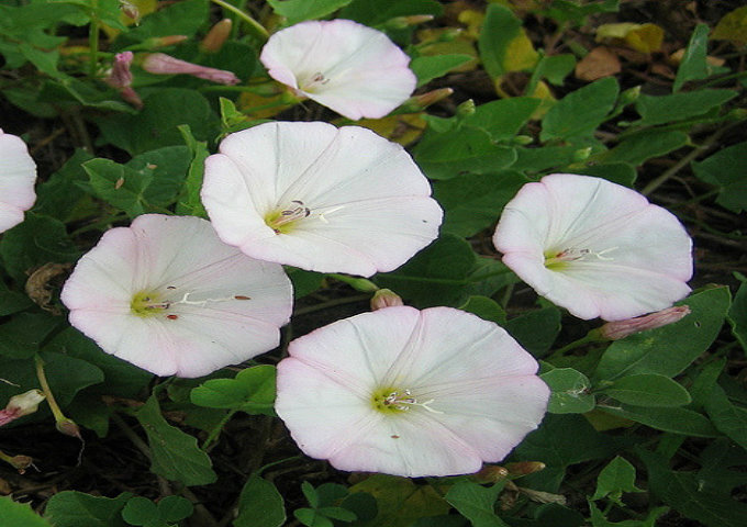 Field Bindweed (Convolvulus arvensis) is derived from the bindweed species. This perennial weed is native to Europe and Asia. It typically likes to grow up on walls or trellises or it also likes to be a creeping herbaceous perennial weed plant.