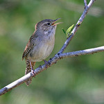 Wren Bird Houses, House Wrens, Wren Picture, House Wren Birdhouses, House Wren Facts.