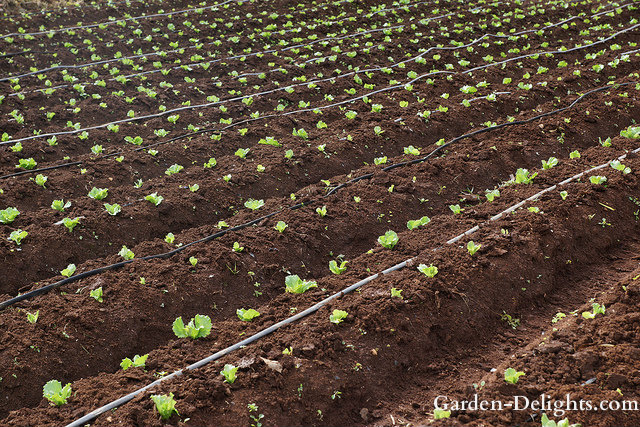 Preparing Garden Soil For Planting Garden Delights Soil Preparation