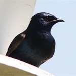 Purple Martin Birdhouses, wooden birdhouses, purple Martin birdfeeders, rustic birdhouses