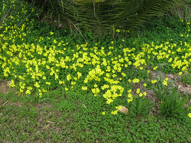 Yellow flowered perennial evasive weed ground sprawling summertime, invasive plant species, weed identification guide, weeds and plants,perennial weeds names, types of weeds list, identifying weeds.